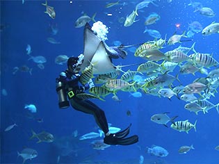 Dubai Aquarium & Underwater Zoo